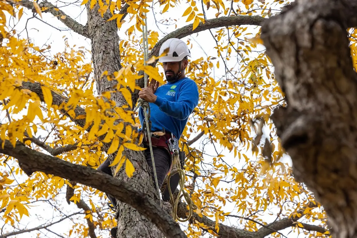 Skilled Tree Pruning crew working in Muskogee